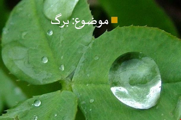 پاورپوینت تناسبات برگ در معماري