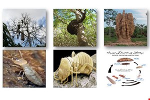 پاورپوينت موريانه 