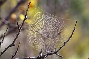 پاورپوینت عنکبوت