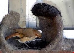 پاورپوينت لانه سازي پرندگان