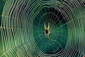 پاورپوینت عنکبوت و الهام از ان درمعماری37 اسلاید