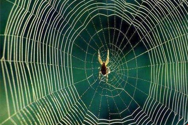 پاورپوینت عنکبوت و الهام از ان درمعماری37 اسلاید